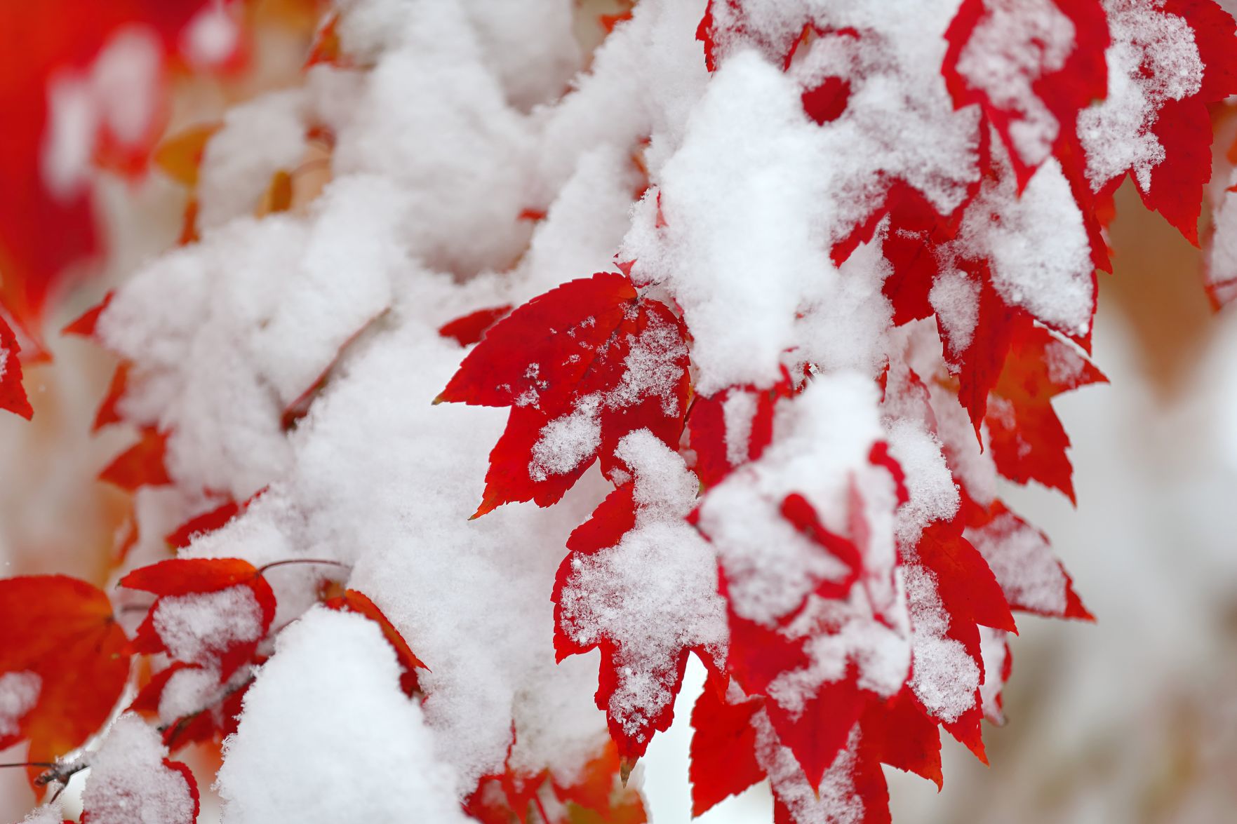 November snow on fall colors